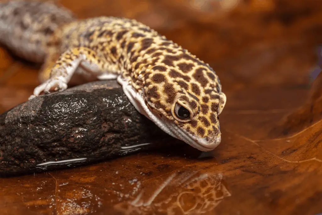 Can Leopard Geckos Swim