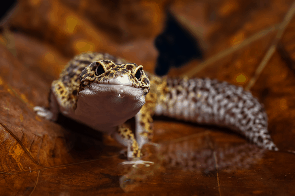 Can Leopard Geckos Swim Read This First Reptilia Planet