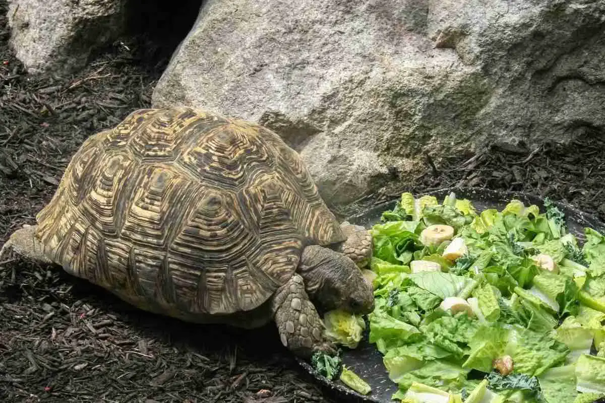 Can Red-eared Slider Turtles Eat Celery? 2