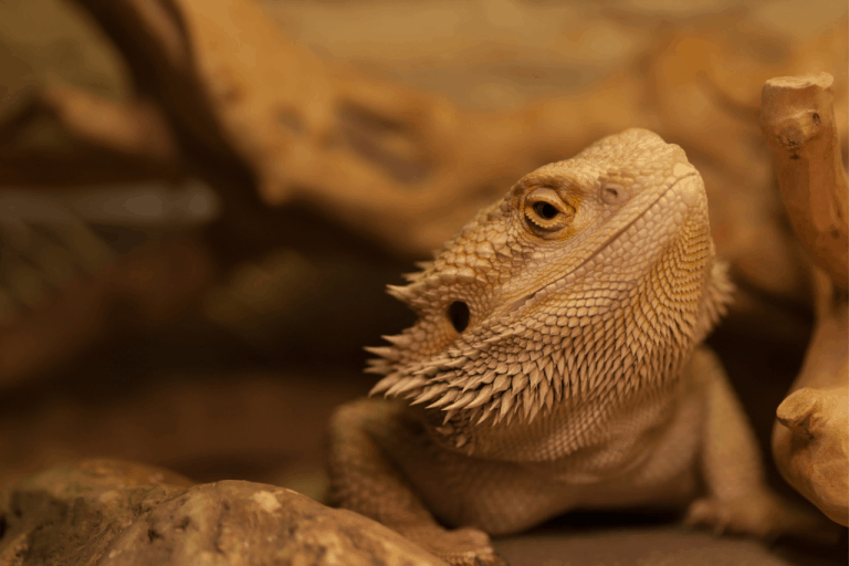 Do Bearded Dragons Pee? (What To Look For) Reptilia