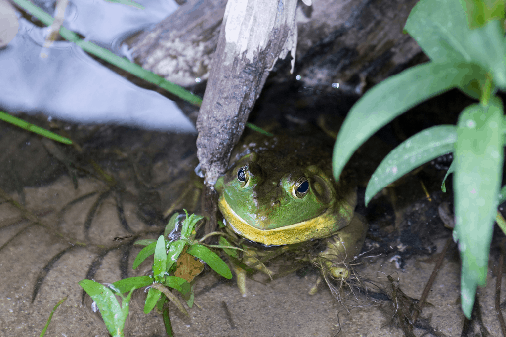 Do BullFrogs Bite? And Does It Hurt? Reptilia