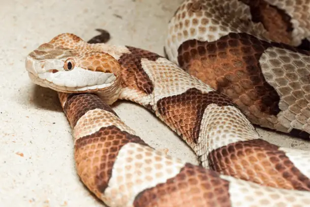 What Do Baby Copperhead Snakes Look Like Reptilia Planet