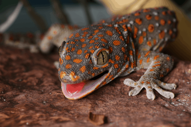 Are Geckos Poisonous To Cats? Informational Guide Reptilia