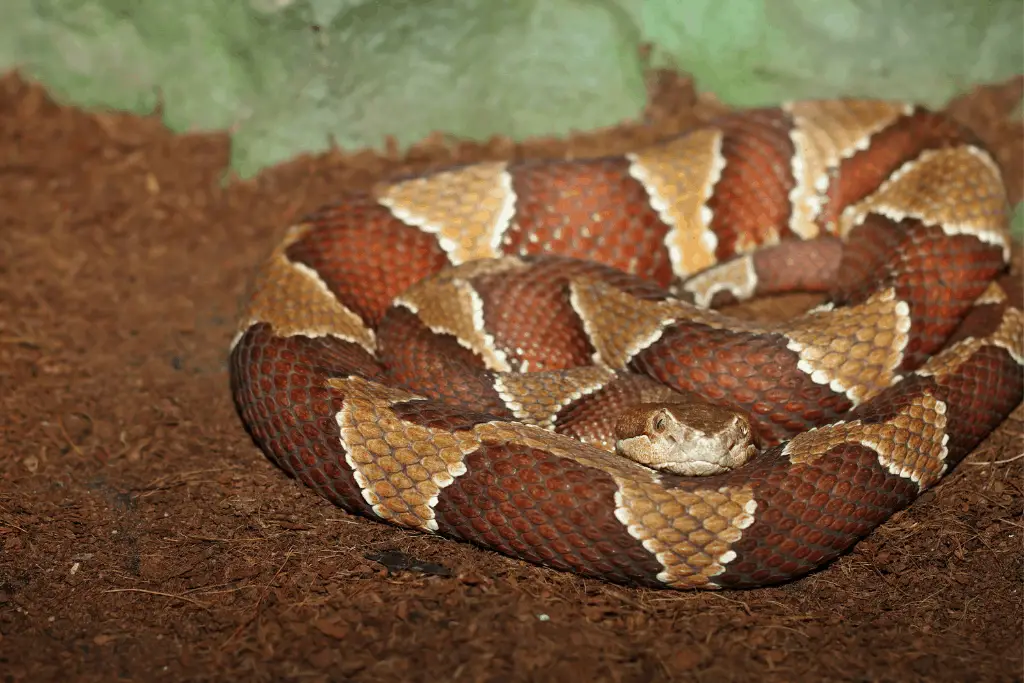 What Do Baby Copperhead Snakes Look Like Reptilia Planet