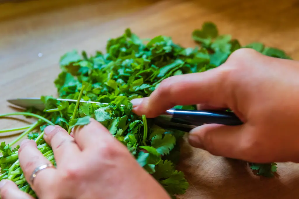 preparing Cilantro