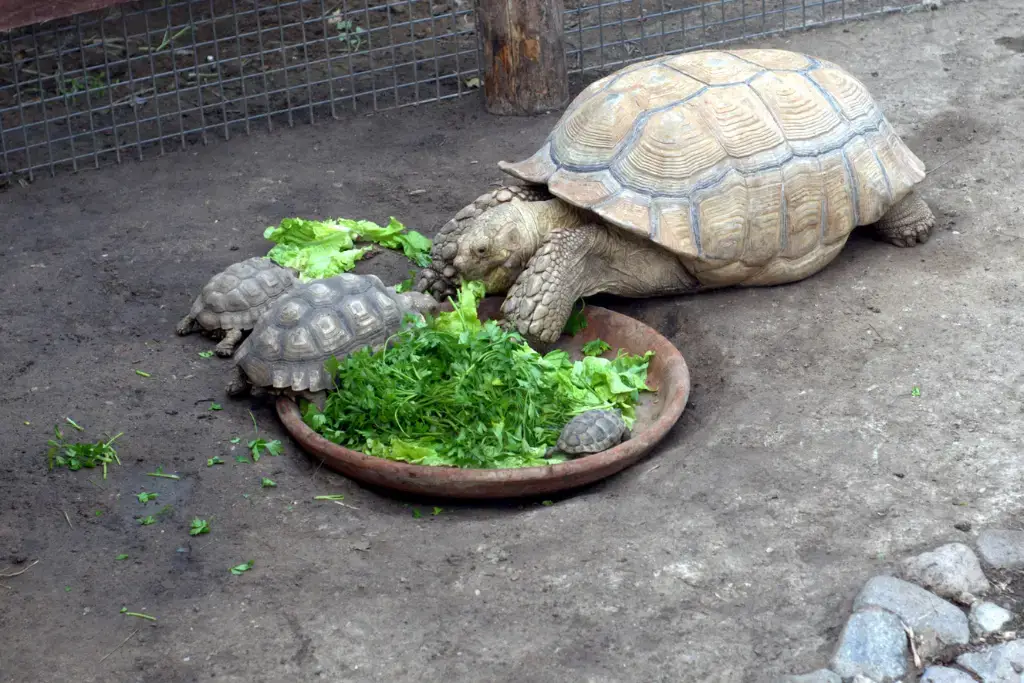 Can Red Eared Slider Turtles Eat Parsley?