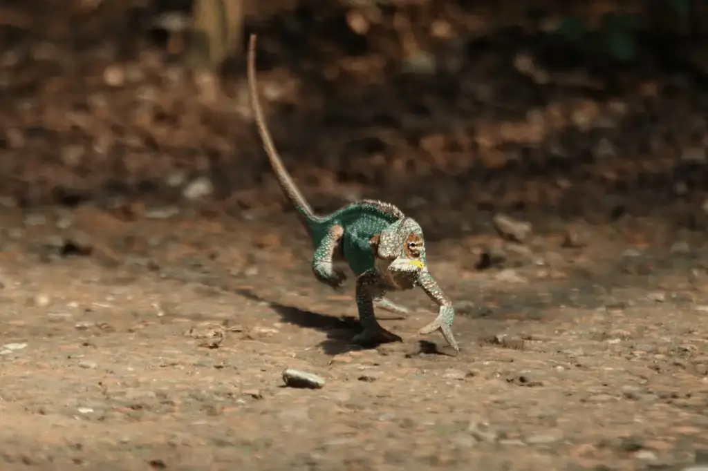 How Fast Can a Chameleon Run?