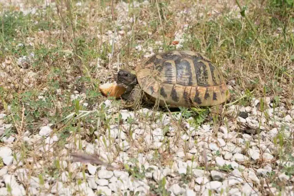 Turtles Eating Bread