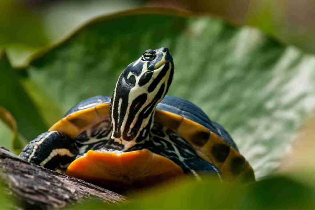 yellow belly slider