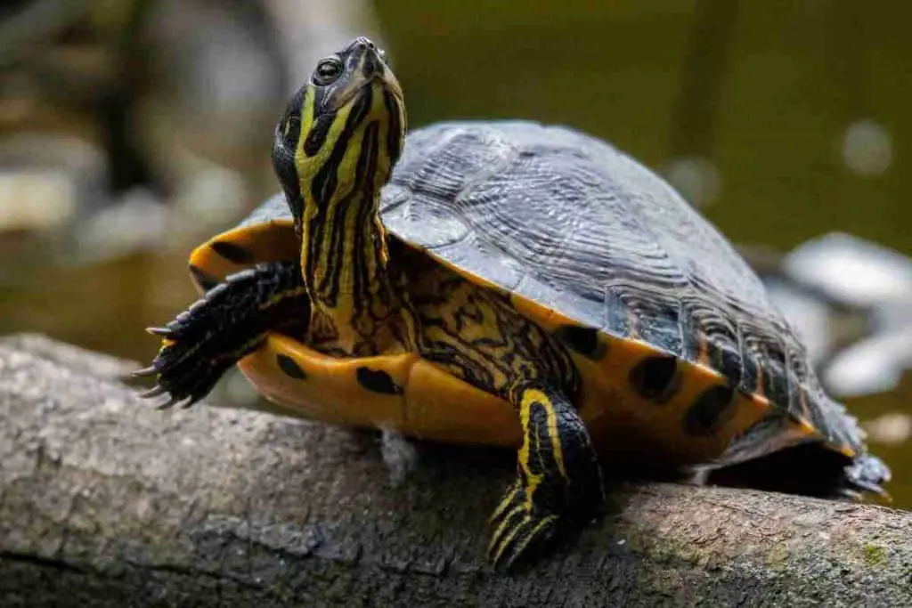 yellow belly slider