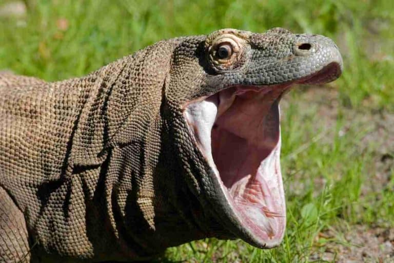 Are Komodo Dragons Poisonous? Detailed Guide! – Reptilia Planet