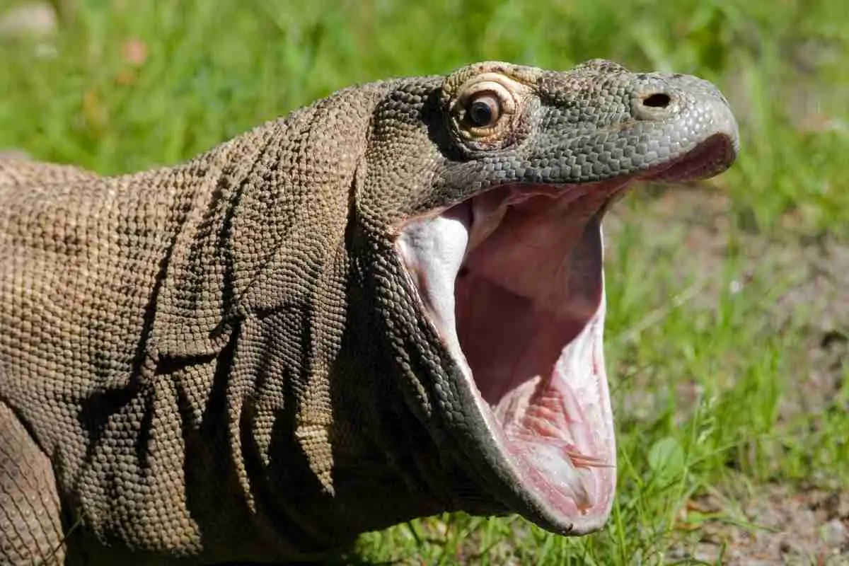 Komodo Dragon Swimming