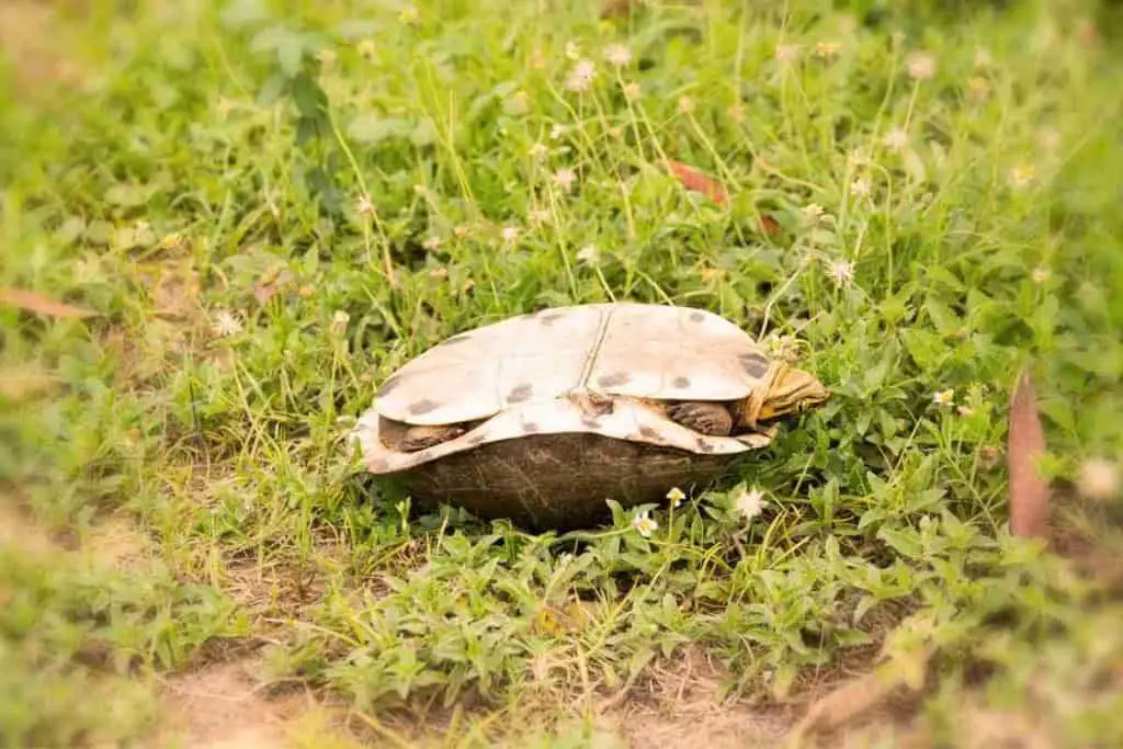 turtle upside down