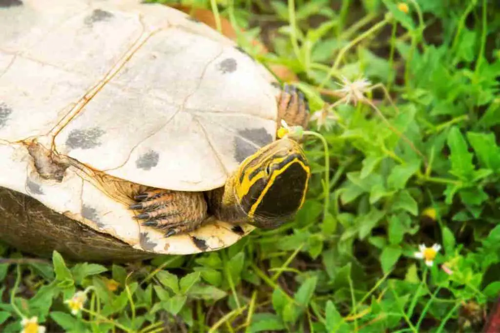 turtle upside down